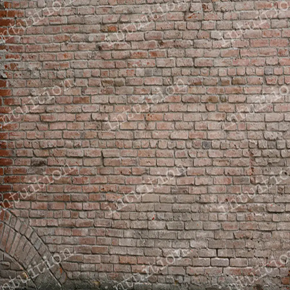 Pet Photography backdrops - Curtis Poly / 60X44 Backdrop