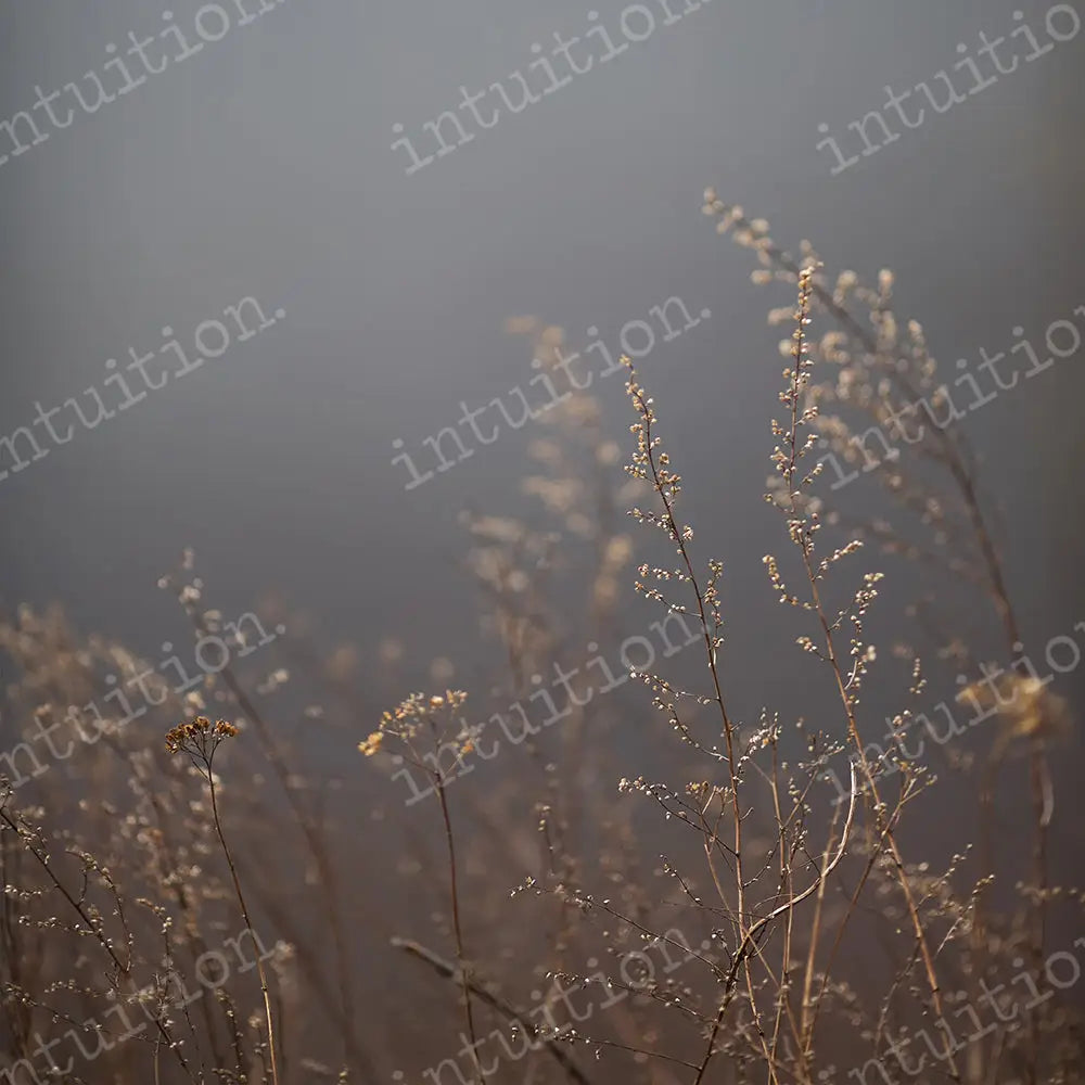 Fine Detail Square / Poly 60X60 Backdrop