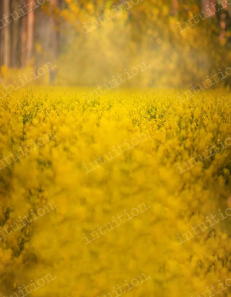 Golden Field Backdrop