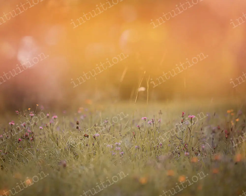 Summer Dreams Backdrop