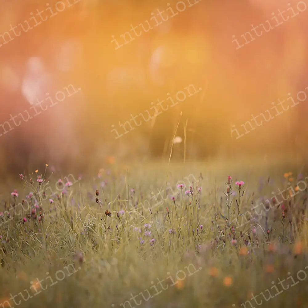 Summer Dreams Horizontal / Poly 60X44 Backdrop