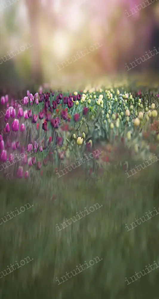 Tulips Backdrop
