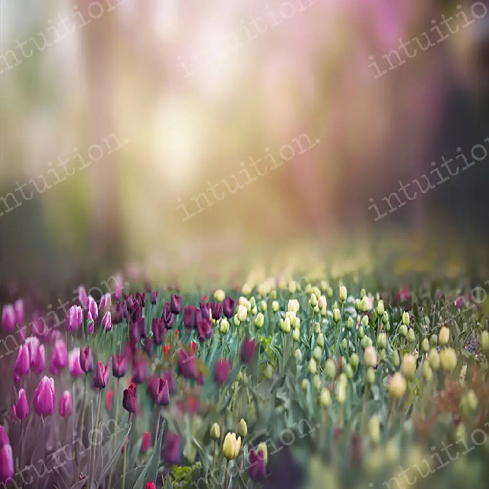 Tulips Horizontal / Poly 60X44 Backdrop