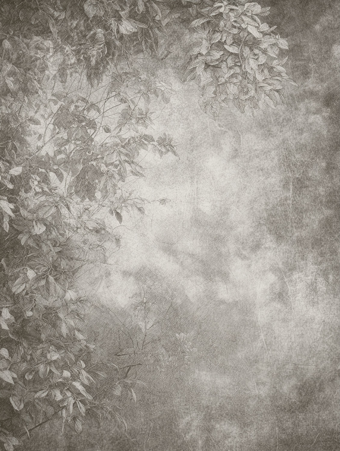 Silverleaf