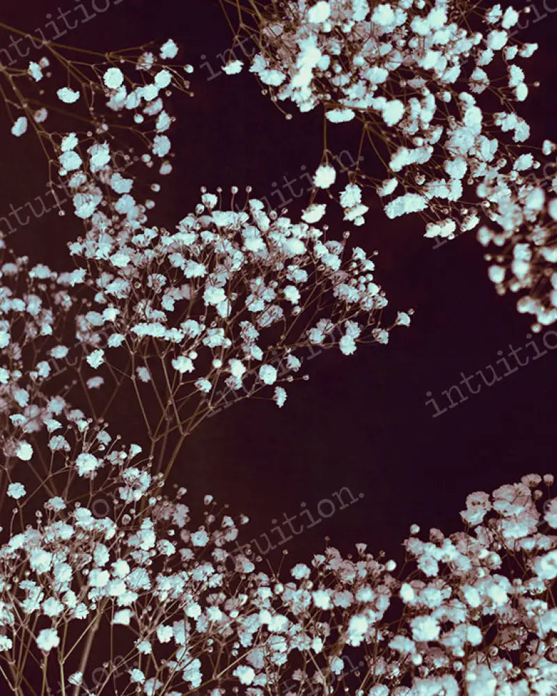 Dark Romance By Shannon K Dougherty Backdrop