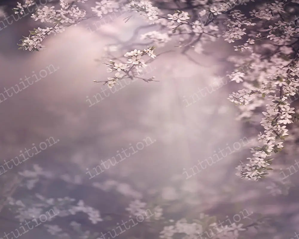 Dogwood Dream Backdrop