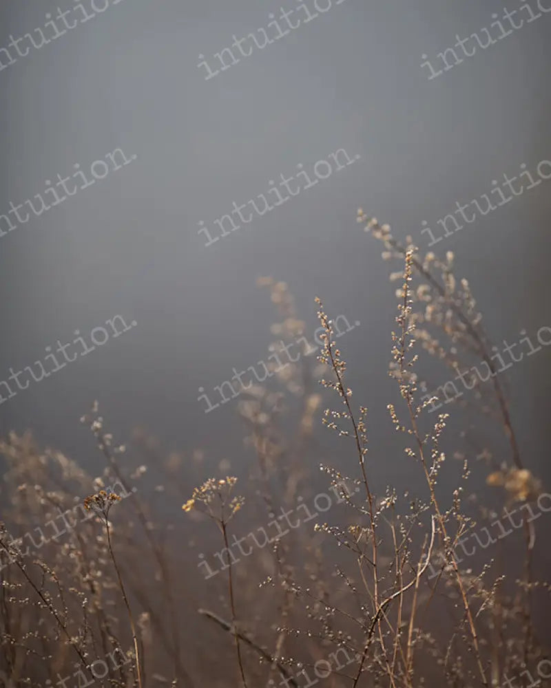 Fine Detail Backdrop