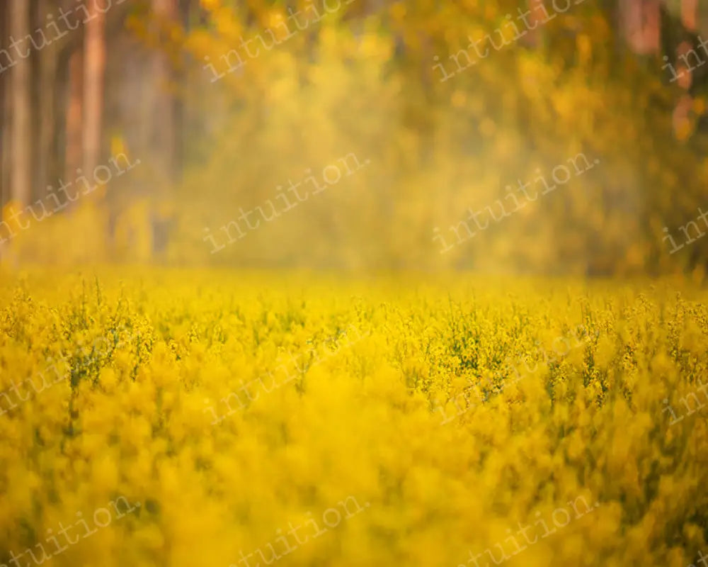 Golden Field Backdrop