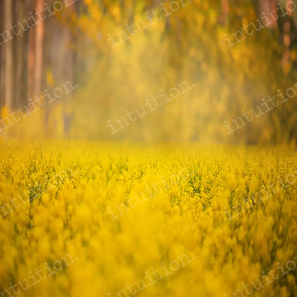 Golden Field Horizontal / Poly 60X44 Backdrop