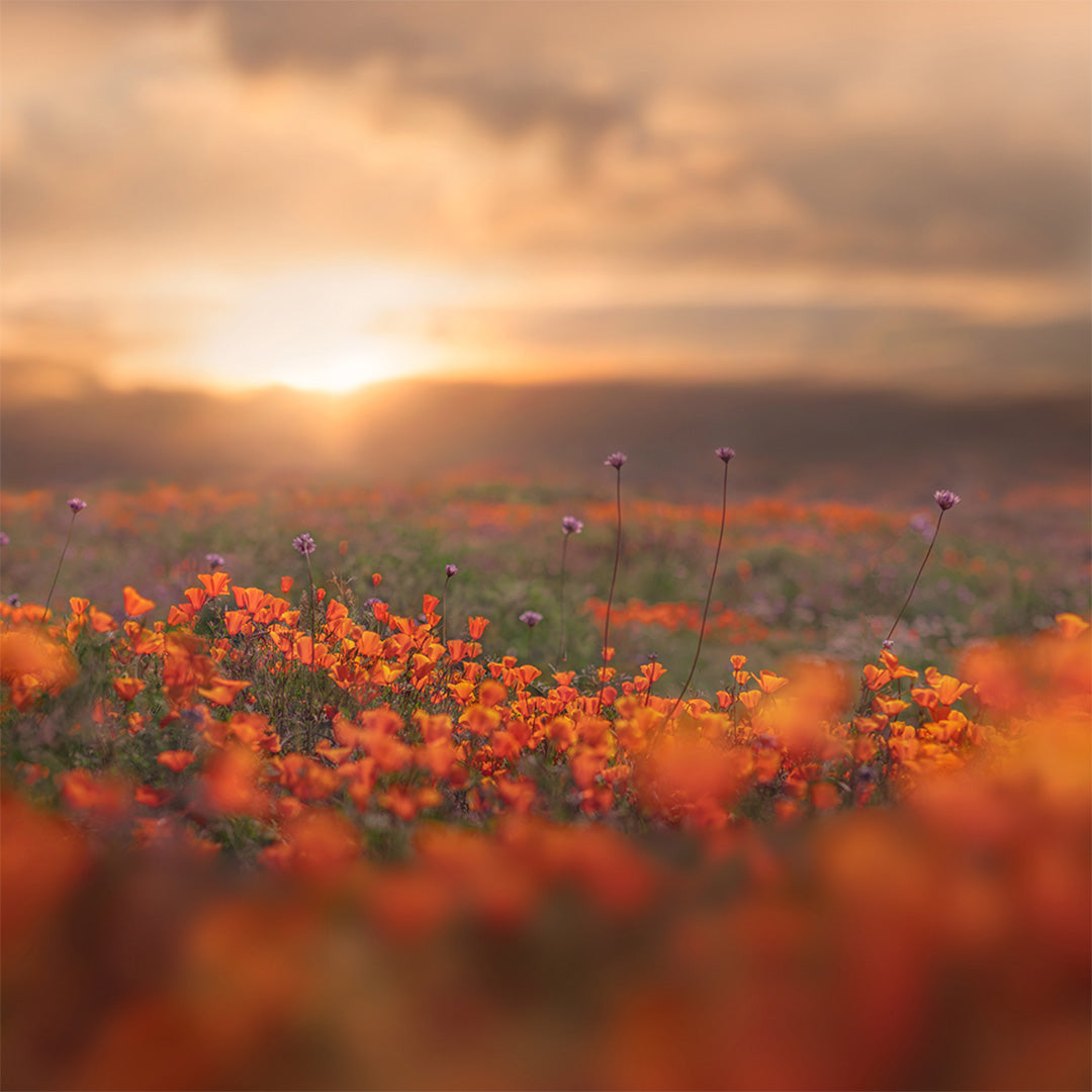 Modern Meadow Bundle