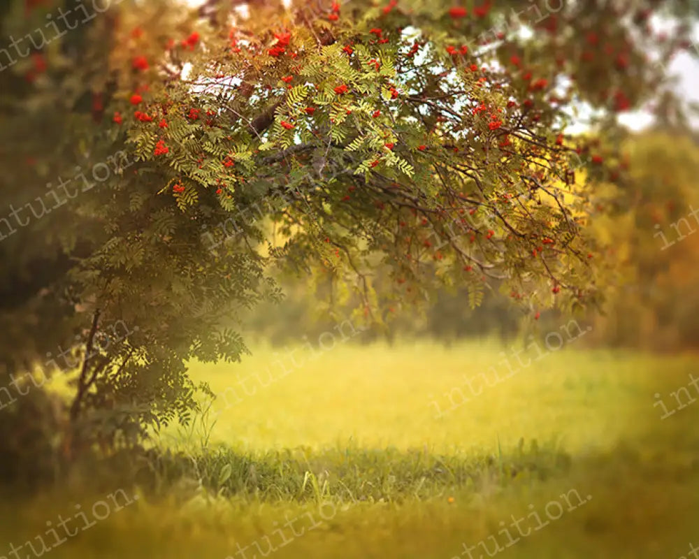 Mellow Days Backdrop