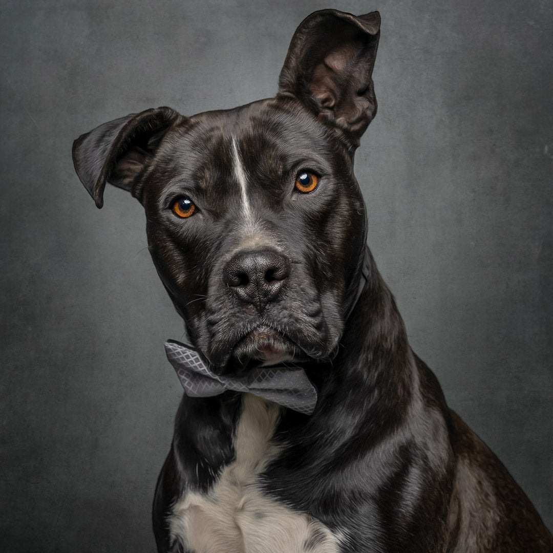 Pet photography backdrops - Dog wearing a bow tie against a gray background