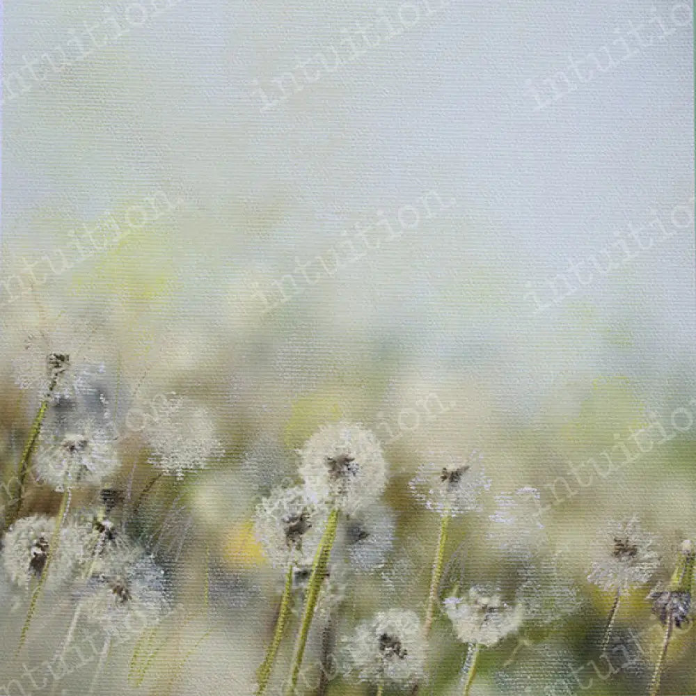 Summer Poly / 60X44 Backdrop