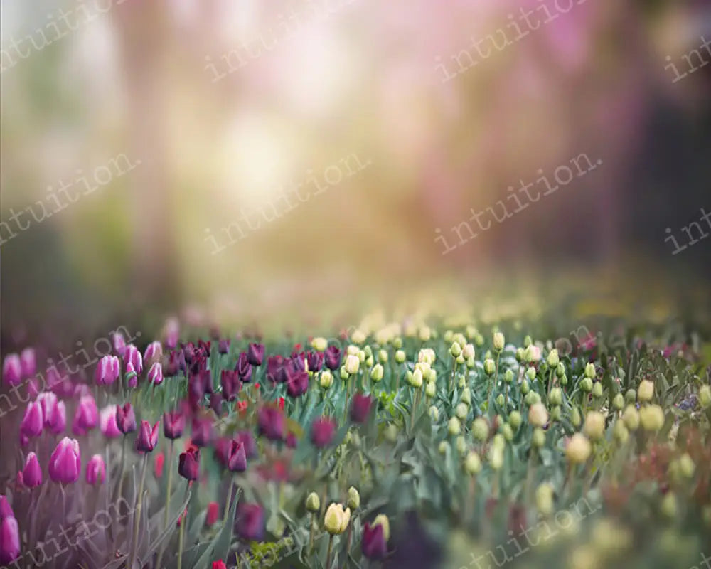 Tulips Backdrop